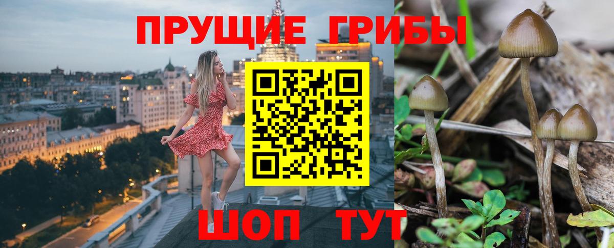 Северобайкальск  Псилоцибиновые грибы Psilocybe  Галлюциногенные грибы MAGIC MUSHROOMS  Вход с VPN 